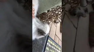 Katzenvlog 1.0