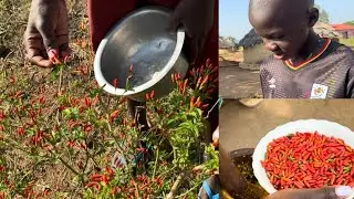 СБОР СВЕЖЕГО МЕСТНОГО ЧИЛИ 🌶️! ЖИЗНЬ АФРИКАНСКОЙ ДЕРЕВНИ