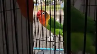 suara burung lovebird muka merah@D.Hewan. #kicauan#burung#lovebird#duniahewan#burungcantik#shots