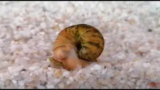 улитка ампулярия лопает wafer mix