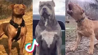 Pitbull Tiktok Compilation!