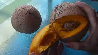 Taste test comparison of 3 different types of Mammee apple (Mammea americana).