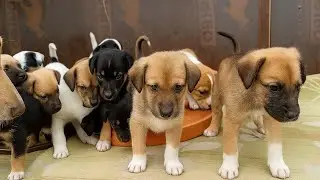 Heartwarming Rescue | Caring for Orphaned Puppies Without Their Mother | Emotional Animal Care Story