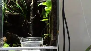 Anolis carolinensis feeding