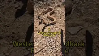 5 Fastest Striking Snakes in the World 😲 | Crazy Facts | Amazing Facts | Cute Animal Facts