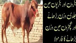 Faster Weight Gain in goats and cows bull's