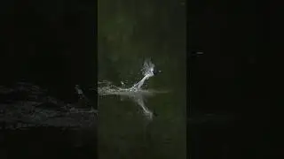 Effort, Dedication,Timing    - Indian paradise flycatcher