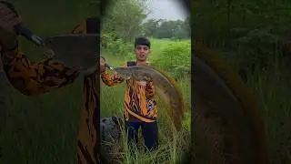 tiger snakehead fish #krfishhunter