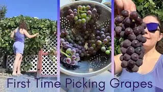 A Quiet Morning Looking for Table Grapes 🍇 Summer in the Okanagan, BC
