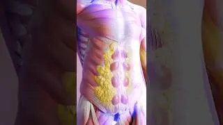 Как еда превращается в жир #пищеварение #жир #жирнаживоте #человеческоетело