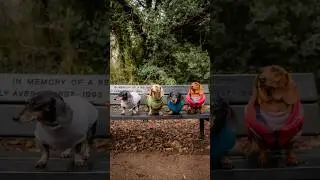 These 4 Dachshunds Have Alter Egos 😂🐾 | Dog Photography #dogphotography #puppy #pets