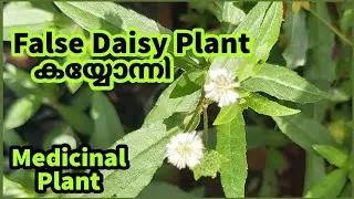 False Daisy plant | Bhringraj | Eclipta Prostrata (Eclipta Prostrata) Uses