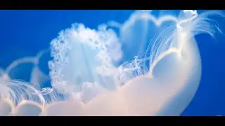 Sony A7iii 4K/1080P 120 FPS Slow-mo testing footage - Jellyfish