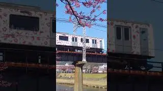 SAKURA : ALOHA TRAIN on the IZUKYU Line, Japan, Feb 2023