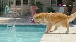 Puppy Playtime: Cute and Funny Dog Videos for Children || Funny Dogs|| Adorable Puppies
