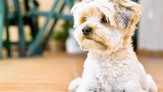 Puppy Training | Chicago, IL &ndash; Chicago Canine Academy
