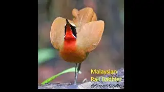 Birds of Southern Malaysia