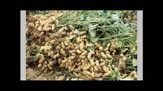 Weed Management in Rabi Groundnut