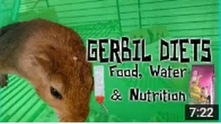 GERBIL DIETS; Food, Water & Nutrition