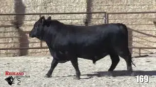 Redland Angus Lot 169
