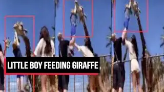 Little Boy Feeding Giraffe It Like A Rat | Cobrapost