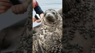 Millions of Barnacle Removed From a Seal's Body! 🌊 (Satisfying Rescue!)