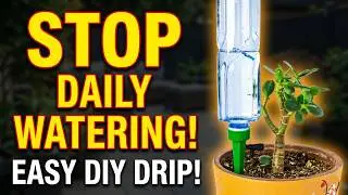 DIY Self-Watering Drip System for Plants | Automatic Irrigation Using Plastic Bottle #dripirrigation