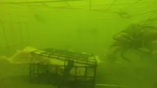 You won't believe what happened when I dropped my crab trap in English Bay.