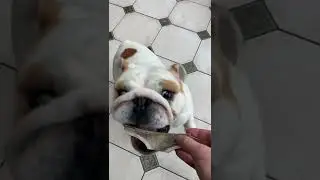 Bulldog excited for NEW TOY 🦌 🦌