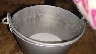 Murrah buffalo milking by Hand @ live milking @ feeding @ animal shorts @ Murrah buffalo heifer 