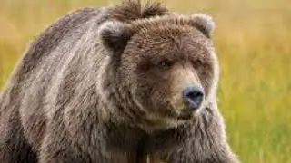 National Animal of Russia , Russian Bear , State Animals , National Animal of Each Animal .