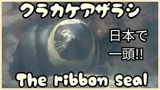 【クラカケアザラシ】The ribbon seal , 