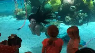 Las Vegas Bass Pro/ Mermaid in an aquarium
