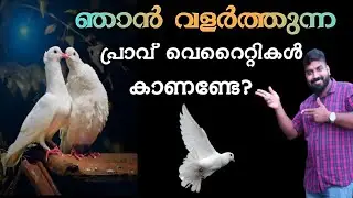 ഞാൻ വളർത്തുന്ന പ്രാവ് വെറൈറ്റികൾ കാണണ്ടേ? | MY PIGEONS #pigeon #pravu