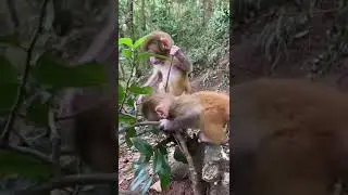 #lovableanimals #monkey #animals #shorts