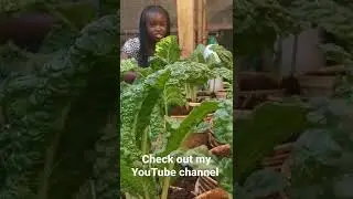 Great way to grow spinach on recycled plastic containers