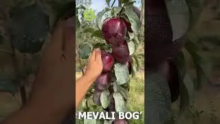 ҚАНДАЙ НОМ БЕРАСИЗ: ҚИЗИЛ ЁКИ ҚОРА МАРВАРИД?