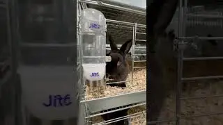 Stackable rabbit cage systems  #baby #cover #funny #music #nhachaymoingay #singer #tamtrang