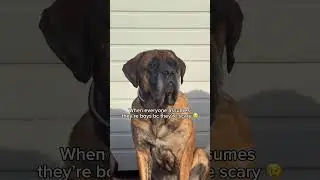 Does this happen to anyone else? 😅 #dogsofyoutube