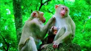 monkey funny video, bibi is very hospitable, cute baby monkey, monkey funny video