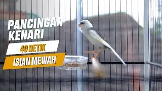 Kenari gacor durasi panjang, Full Isian, Non Stop, Untuk Pancingan,  Cengkok Mewah