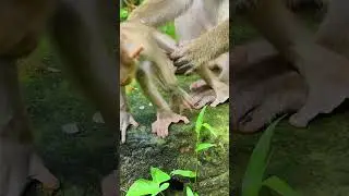 theyellowmonkey #yearofthemonkey #monkeybars #monkeyingaround #greasemonkey