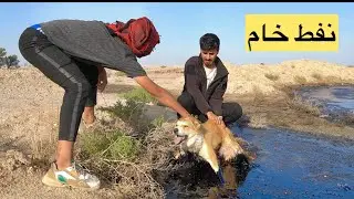 انقاذ الكلب من وسط النفط الخام اخر لحظات