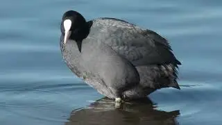 Eurasian coot - Lake Suwa