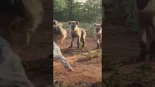 The little girl is not afraid of hyenas.-1#animals #wildlife #story #fyp #shorts #youtubeshorts