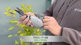 TR25-34-17188 &ndash; &ldquo;Finn x Tetske&rdquo;