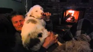 Wren is a lapdog