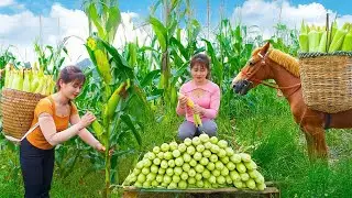 Harvesting Sticky Corn and Boiled Corn for Market Sale. Farm Life Adventure | Nhất Bushcraft