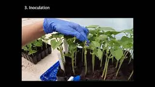 Resistance tests to anthracnose in common bean
