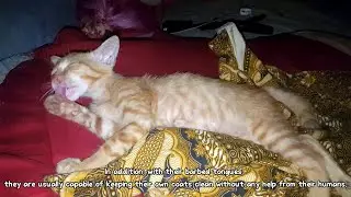 Don't bathe the cat, they can clean themselves ‼️